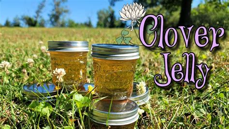 Clover Jelly  Useful Knowledge