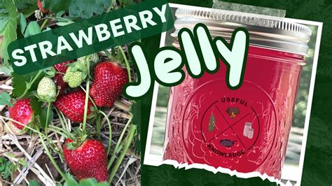 Strawberry Jelly  Useful Knowledge