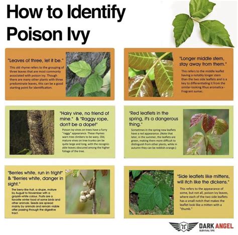 How to identify Poison Ivy and Poison Oak and Rash Prevention   Useful Knowledge